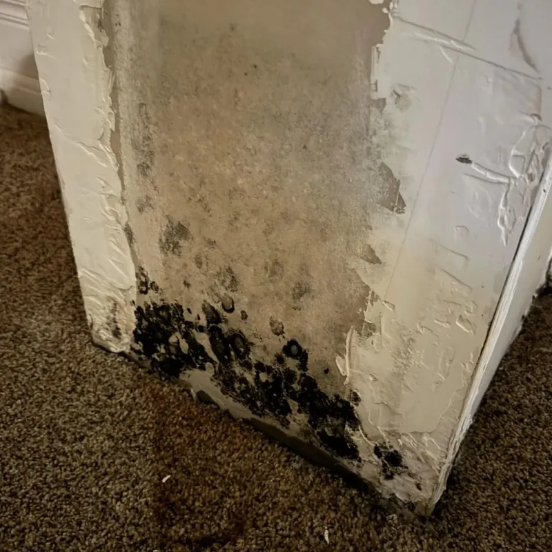 Professional Mold Removal in Thurmond, NC